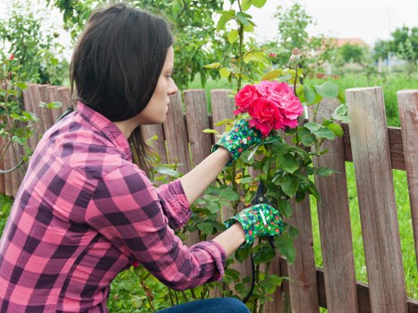 A woman wearing a pink and black checkered shirt and colourful gardening gloves is tending to a flowering shrub in a garden surrounded by a wooden fence, with lush green trees and a cloudy sky in the background. The garden features a neatly maintained lawn, with the shrub displaying vibrant pink blossoms, positioned near the fence. The scene depicts outdoor maintenance in a typical residential setting, with natural daylight and a peaceful atmosphere, highlighting garden care activities that could be part of professional landscaping services offered by Landscapers Lewisham in the local area, such as planting or pruning in gardens within the Lewisham postcode district.
