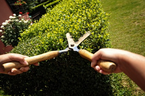 Experienced arborists performing tree maintenance