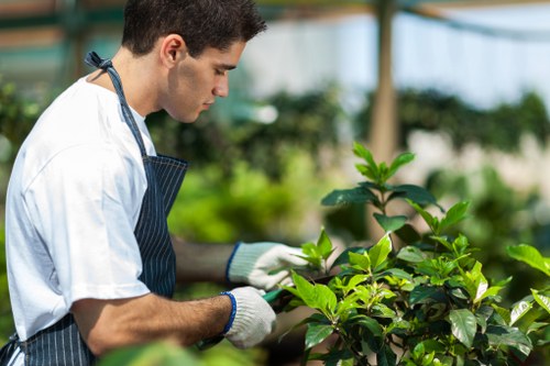 In a well-lit greenhouse setting, a young male gardener dressed in a white t-shirt, wearing a striped apron and white gardening gloves, is carefully tending to lush green plants with broad, vibrant leaves. The background features blurred green foliage and a structure with transparent panels, suggesting a controlled environment for plant growth. The gardener appears focused on pruning or inspecting the plants, highlighting a meticulous approach to garden care. The garden space in the foreground showcases healthy, dense foliage, indicative of professional gardening services offered by Landscapers Lewisham. The natural daylight and indoor setting emphasize the importance of proper plant maintenance and cultivation in a temperate climate, reflecting the expertise involved in landscape and garden management for properties in Lewisham. This scene visually underscores services related to gardening, plant health, and horticultural care provided by local landscape professionals.