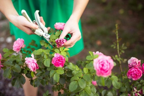 A person wearing a green gardening apron is trimming a flowering rose bush with pink roses and lush green leaves in a well-maintained garden. The background shows a brick or soil bed, with additional small plants and a young shrub visible in the outdoor space. The garden is illuminated by natural daylight, suggesting a clear weather day with mild conditions. The rose bush is positioned centrally in the image, with the person's hands and pruning shears carefully clipped to the plant's stems. The overall scene highlights aspects of garden maintenance and shrub pruning, relevant to landscaping and gardening services offered by companies such as landscaperslewisham.co.uk in Lewisham, with a natural and professional outdoor environment.