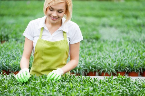 Professional lawn mowing service in Lewisham