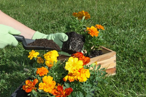 A person wearing light green gloves is planting a small flowering shrub into a wooden planter box filled with soil, situated on a well-maintained lawn in a garden. The shrub has vibrant orange and yellow blooms, contrasting with the lush green grass surrounding it. In the background, additional garden elements include a patch of dense grass and a few other plants, suggesting a typical residential garden setting. The weather appears to be bright and sunny, indicated by natural daylight illuminating the scene. The gardening activity aligns with services offered by Landscapers Lewisham, incorporating planting and outdoor maintenance within a landscaped area or front garden in South East London. The image highlights the careful planting process and the natural, colorful appearance of the garden environment, emphasizing attention to detail in modern garden design and routine care. This scene reflects professional gardening practices suitable for enhancing outdoor spaces for residents in Lewisham or nearby areas.