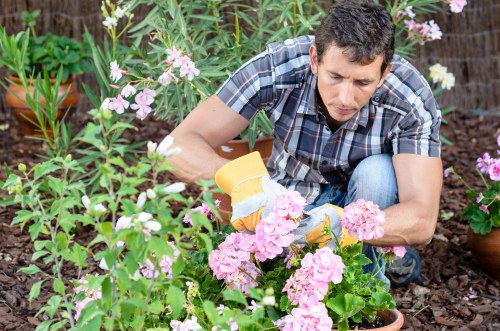 A man wearing a checkered short-sleeve shirt and jeans is gardening in an outdoor space, carefully tending to a pink flowering plant in a garden bed with dark mulch. Surrounding him are various flowering plants with pink and white blossoms, some in terracotta pots and others planted directly in the soil. The garden features a lush, well-maintained layout with healthy greenery, including leafy shrubs and flowering plants, creating a colourful and vibrant scene. The natural light indicates a bright day, with soft shadows falling across the garden area. This setting exemplifies professional gardening and planting services, highlighting the detailed care of garden features such as flower beds and plant maintenance, typical of a landscaped outdoor space in Lewisham, London, and relevant to services offered by Landscapers Lewisham.